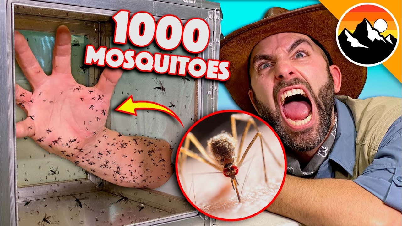 Do Black People Get Bitten By Mosquitoes More?