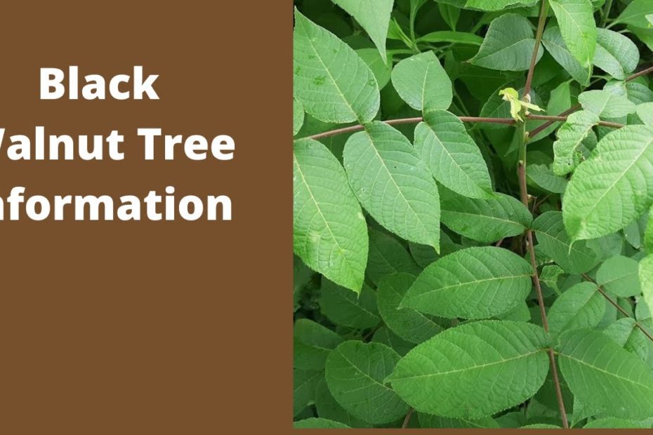 Do Black Walnut Trees Bloom Late? Top 6 Best Answers