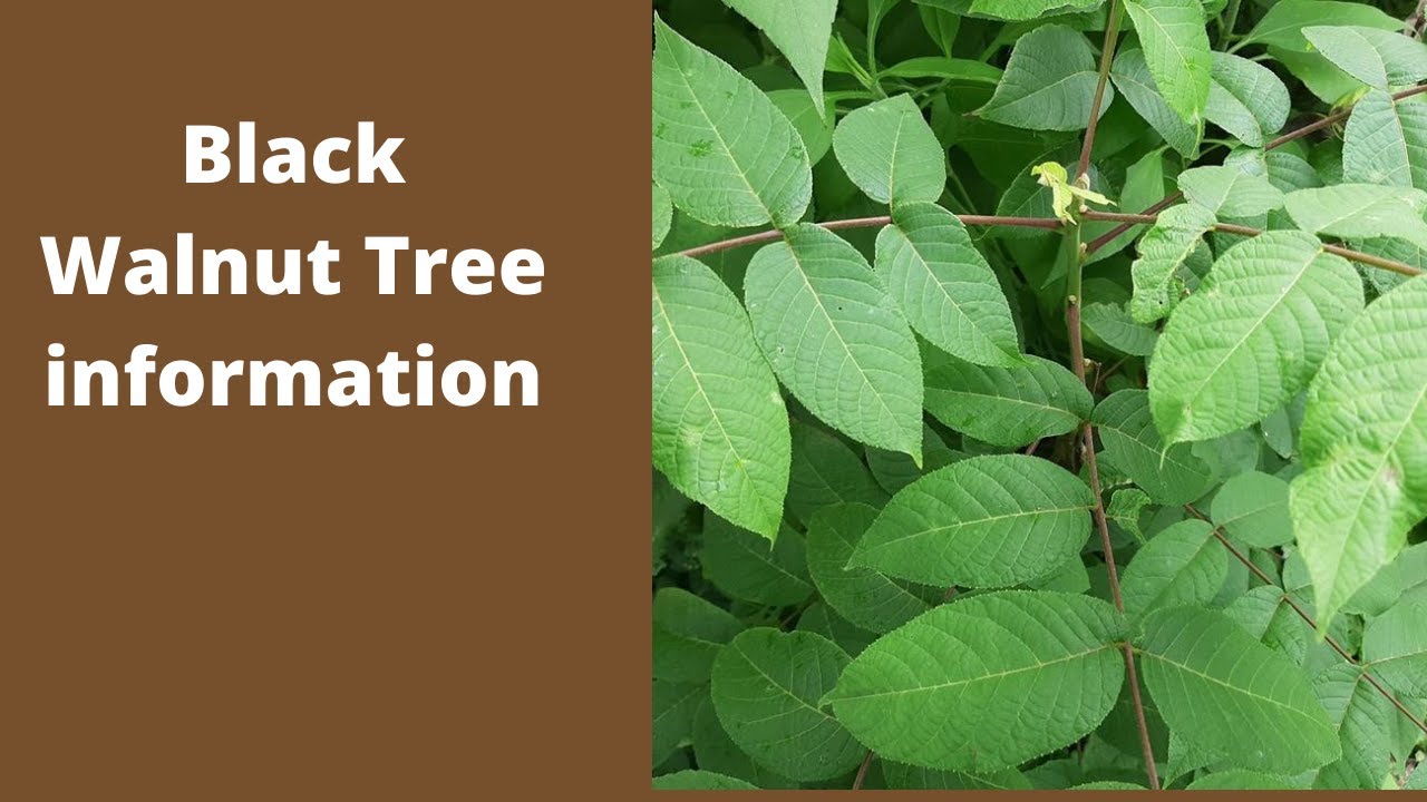 Do Black Walnut Trees Bloom Late?