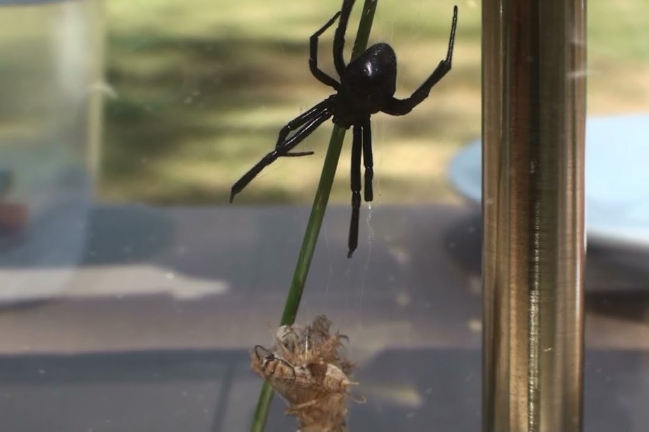 Do Black Widows Make Webs? Top 6 Best Answers