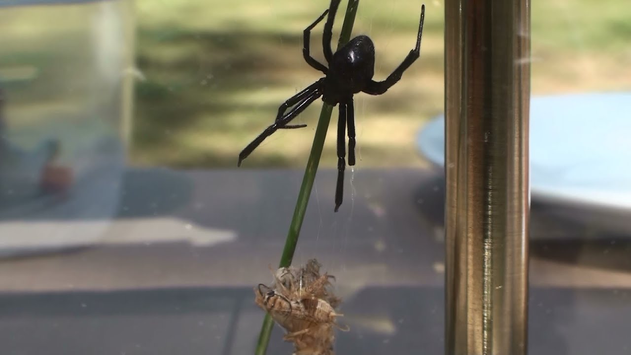 Do Black Widows Make Webs?