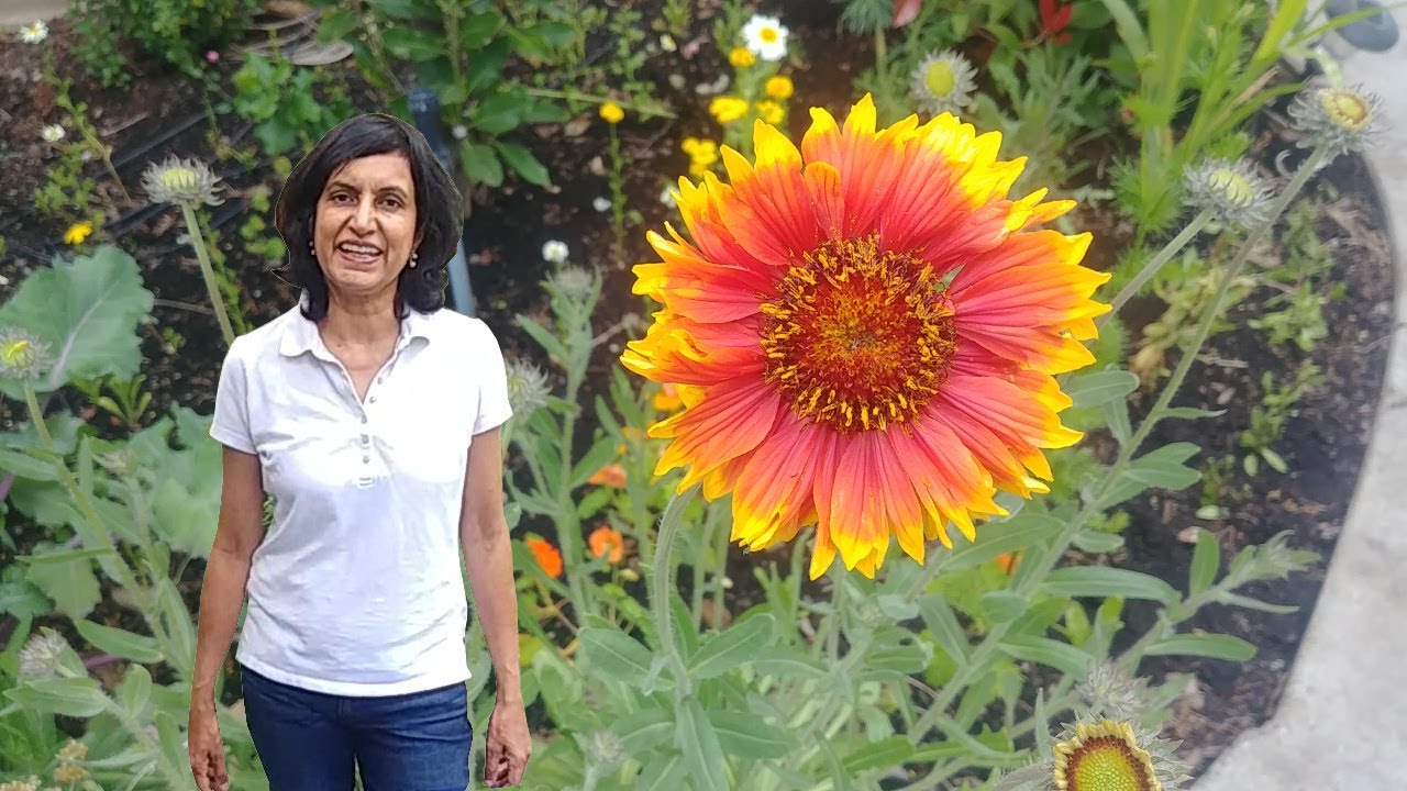 Do Blanket Flowers Do Well In Containers?