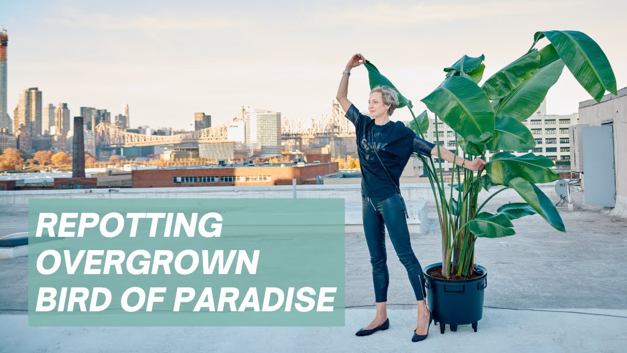 Do Birds Of Paradise Like To Be Root Bound?