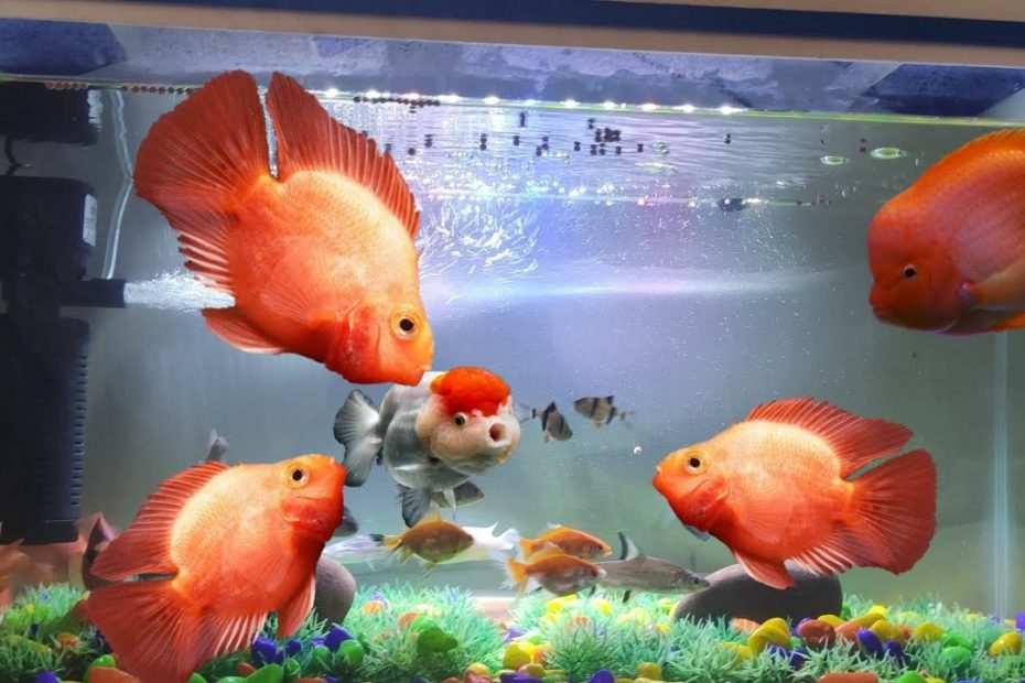 Do Blood Parrots Eat Live Fish? Trust The Answer