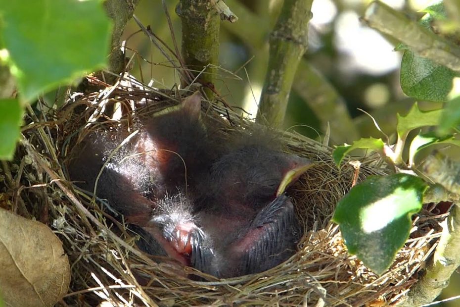 Do Blue Jays Steal Baby Birds?