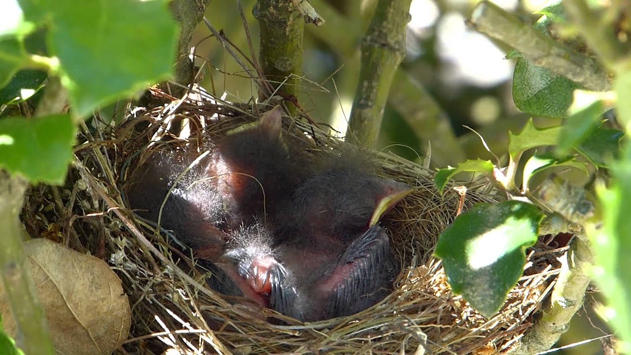 Do Blue Jays Steal Baby Birds?