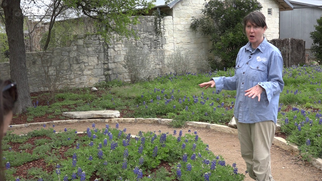 Do Bluebonnets Bloom All Summer?