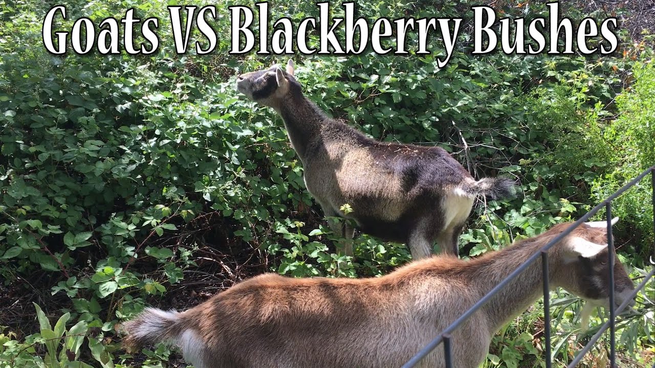 Do Boer Goats Eat Blackberries?