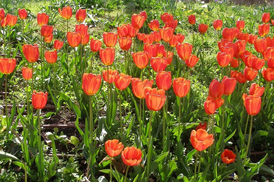 Tulips Are Old World: Lịch Sử Và Vẻ Đẹp Duyên Dáng Của Hoa Tulip