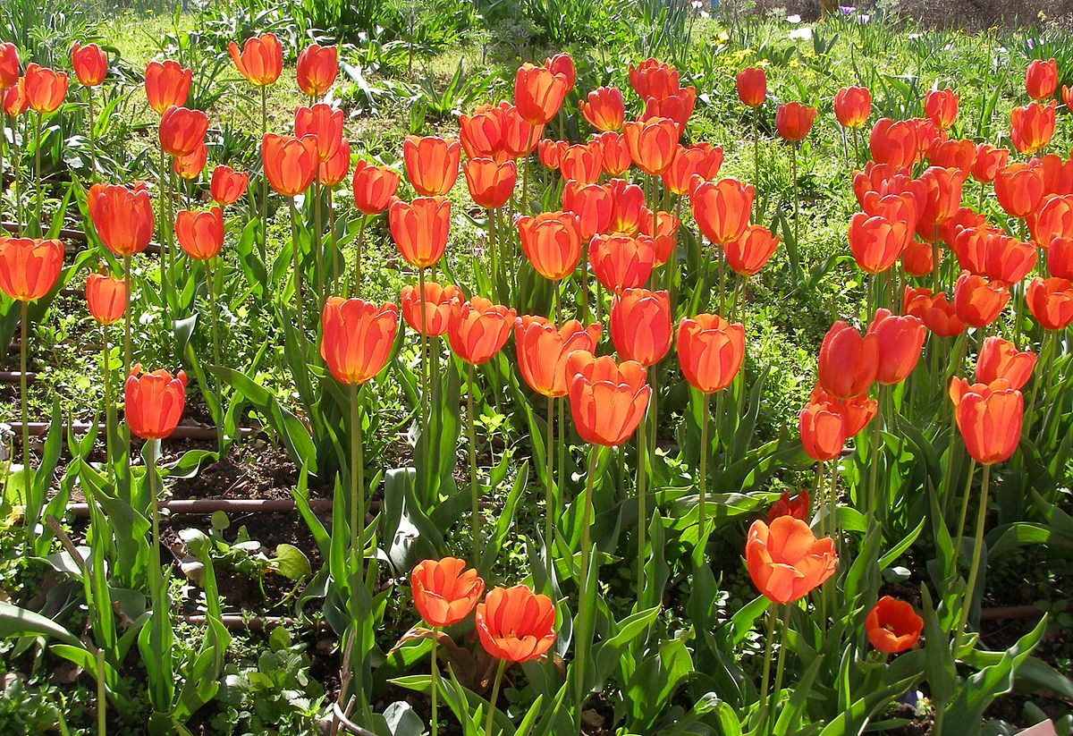 Tulip - Wikipedia