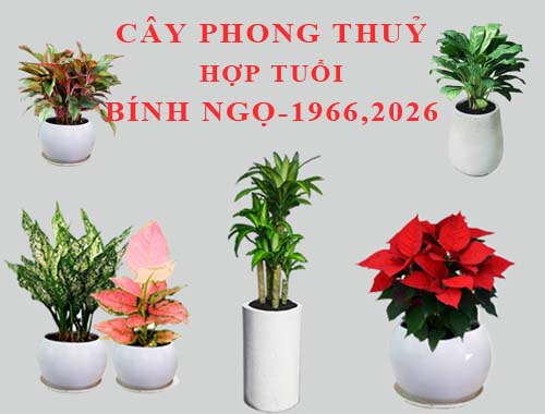 Tuổi 1966 Hợp Cây Gì: Bí Quyết Lựa Chọn Cây Phát Tài Cho Người Sinh Năm 1966