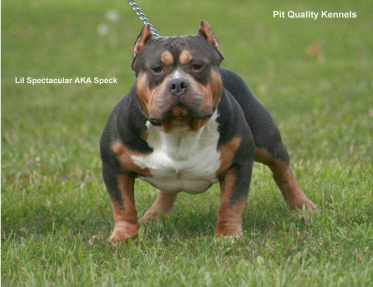 Top 41 Tri Color Blue Bully Update