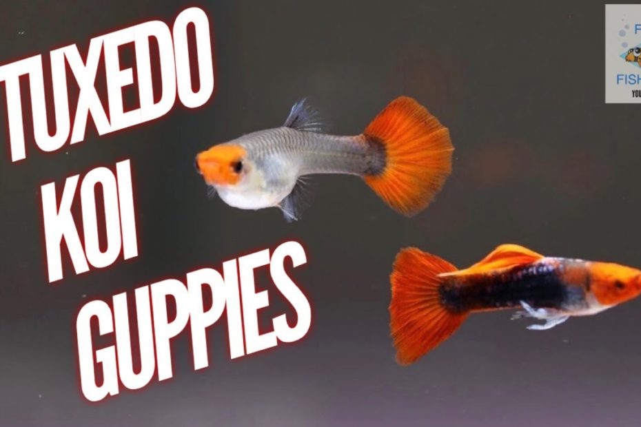 Tuxedo Red Koi Guppy: Cá Cảnh Đẹp Và Độc Đáo