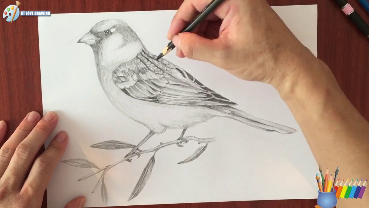 Vẽ Chim Sẻ Bằng Chì / Draw Sparrow With Lead - Youtube