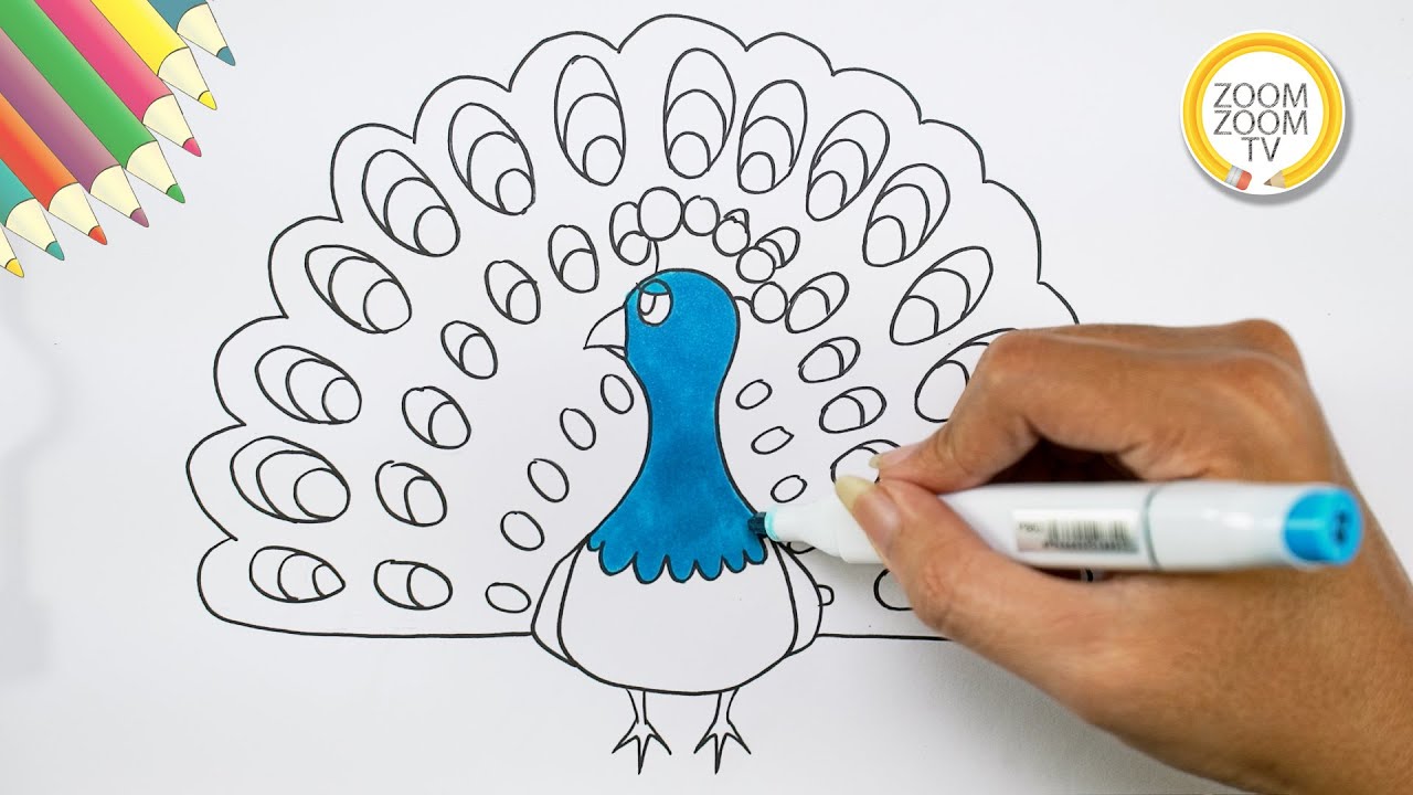 Hướng Dẫn Cách Vẽ Con Công, Vẽ Chim Công - How To Draw Peacock | Zoom Zoom  Tv - Youtube