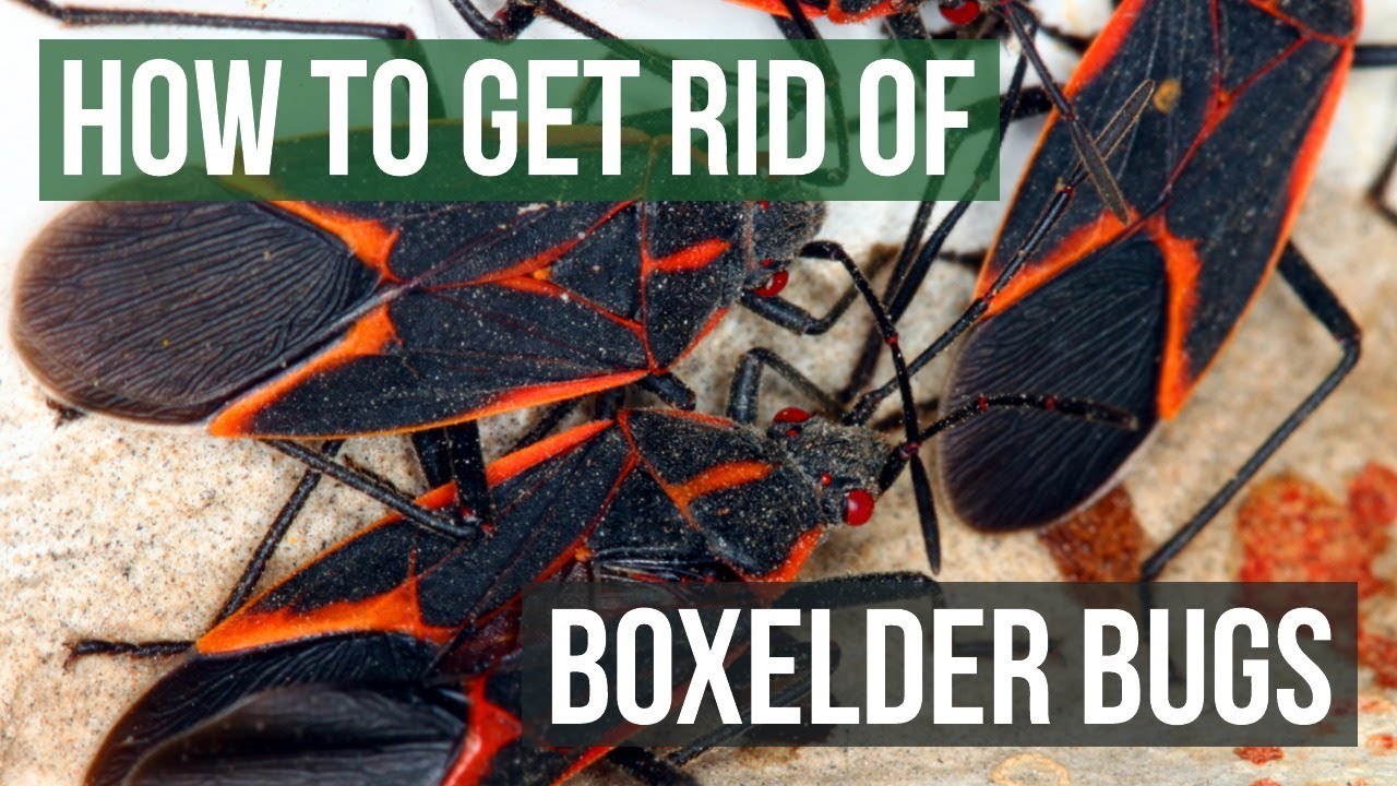 Do Boxelder Bugs Come Back Every Year?