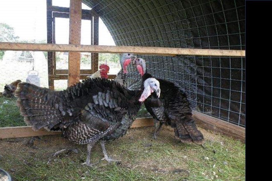 Do Bronze Breasted Turkeys Fly?
