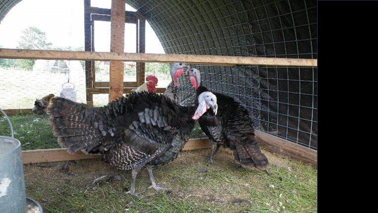 Do Bronze Breasted Turkeys Fly?