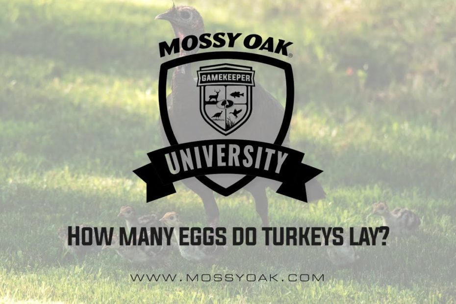 Do Bronze Turkeys Lay Eggs?