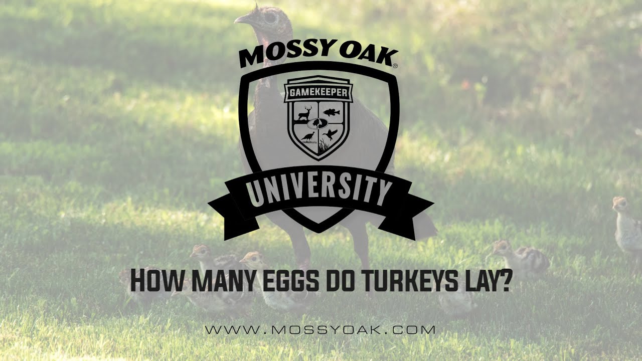 Do Bronze Turkeys Lay Eggs?