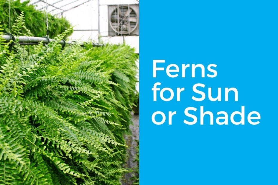 Do Boston Ferns Need Sun Or Shade?