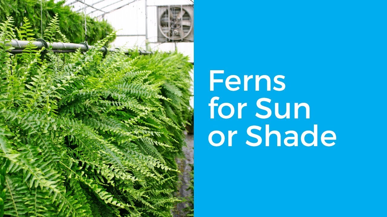 Do Boston Ferns Need Sun Or Shade?