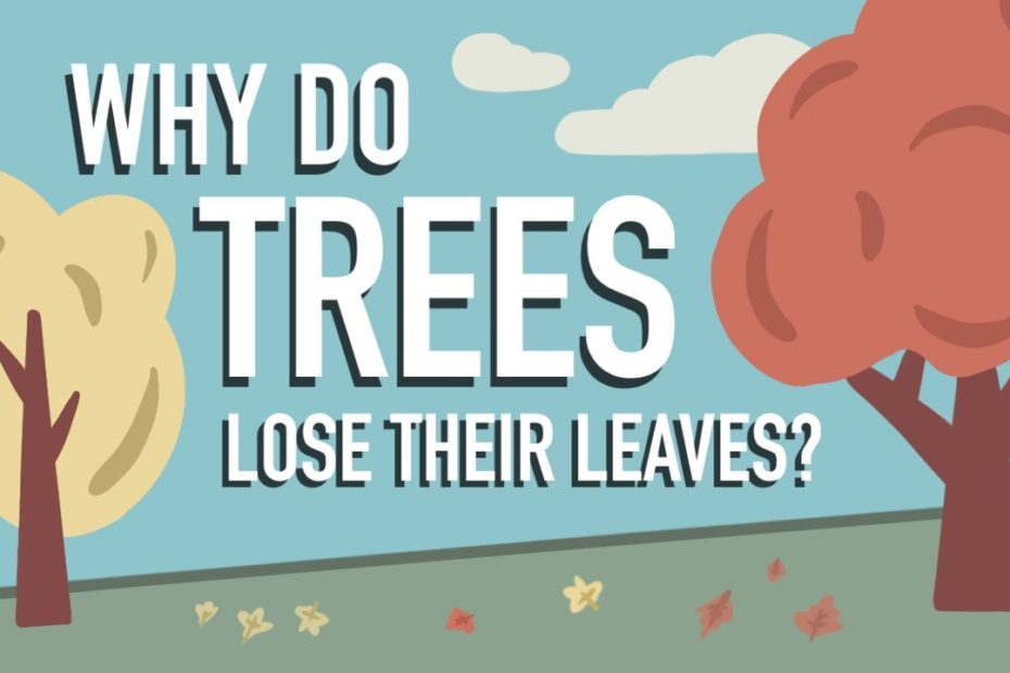 Do Buckeye Trees Lose Their Leaves Early?