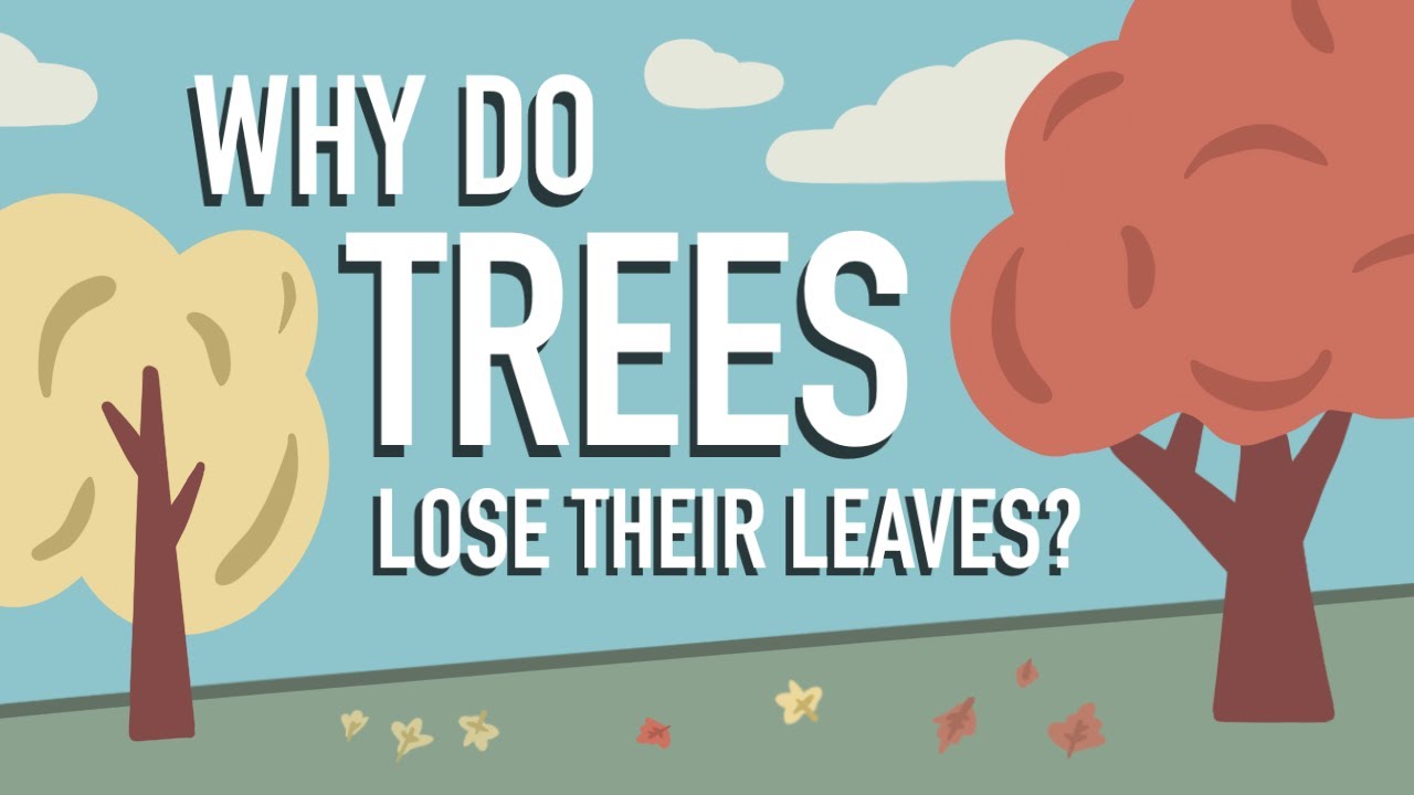 Do Buckeye Trees Lose Their Leaves Early?