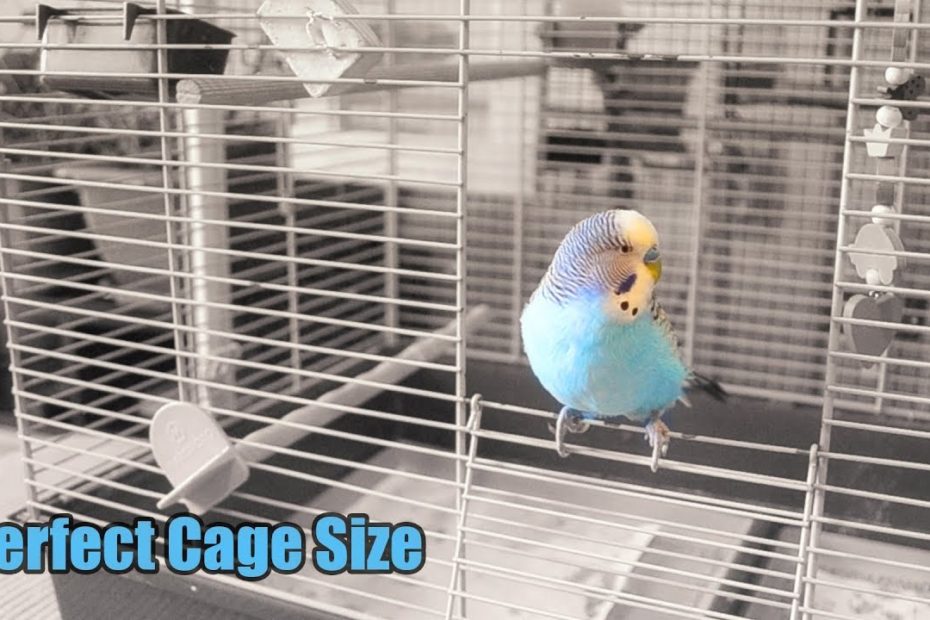 Do Budgies Like Big Or Small Cages?