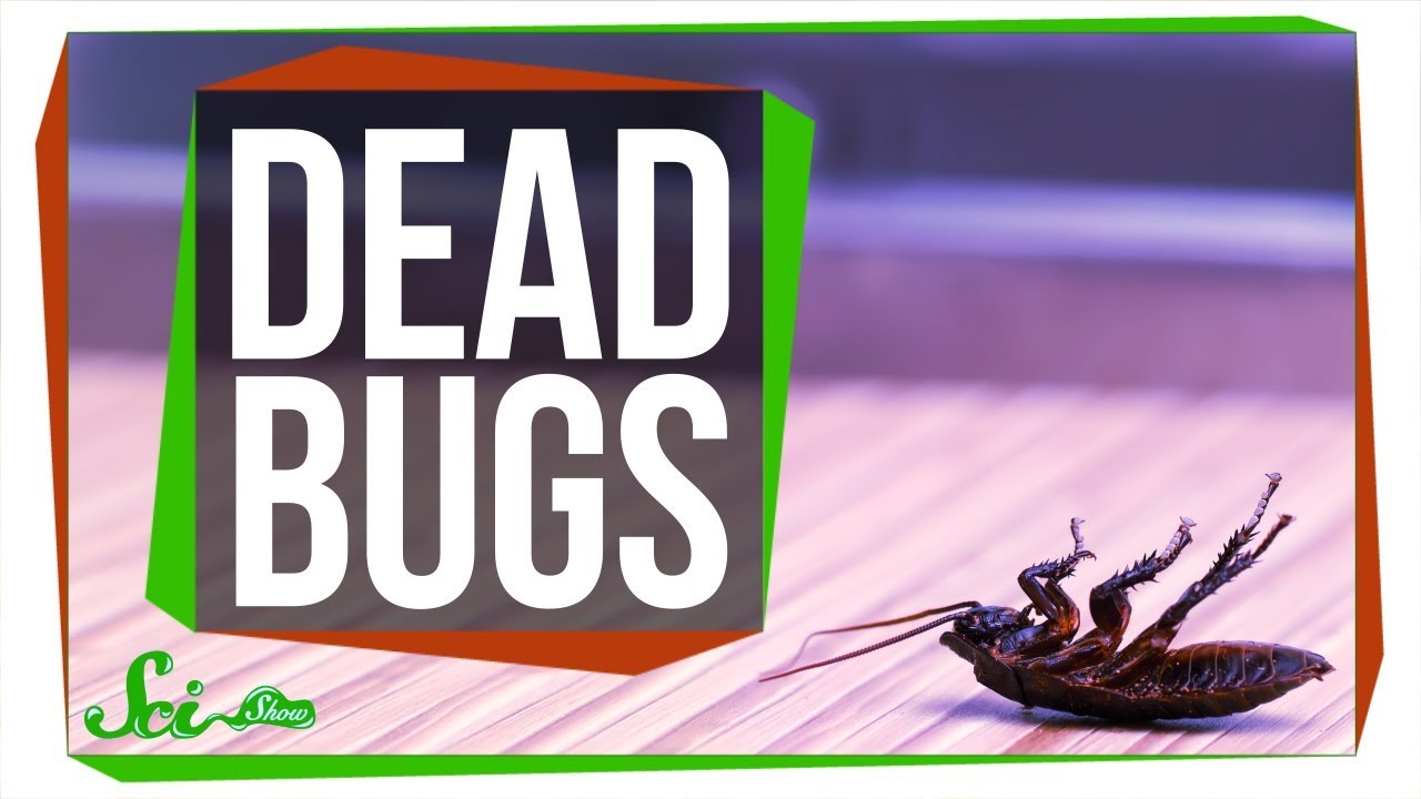 Do Bugs Know When Other Bugs Are Dead?