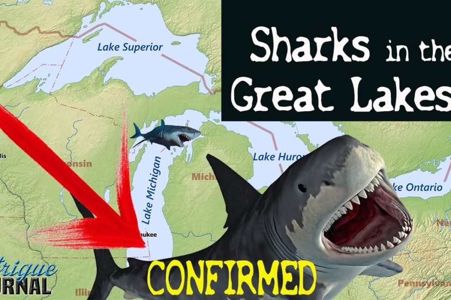 Do Bull Sharks Live In Lake Michigan?