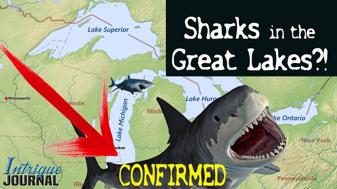 Do Bull Sharks Live In Lake Michigan?