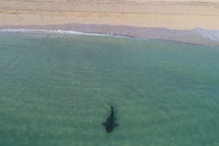 Do Bull Sharks Swim Close To Shore?