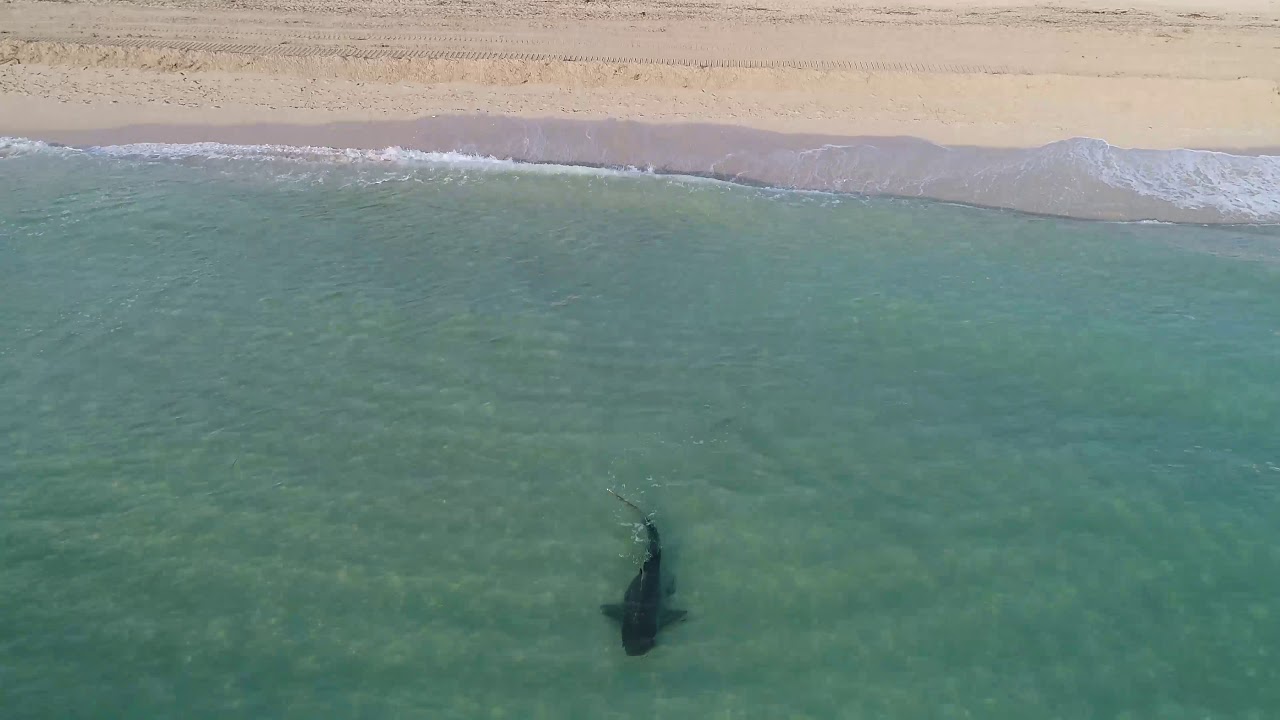 Do Bull Sharks Swim Close To Shore?