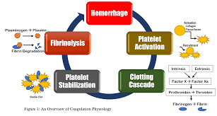 Conversion Of Fibrinogen To Fibrin: The Role Of The Enzyme