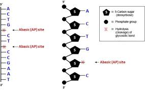 Pyrimidine Bases Present In Rna: A Comprehensive Guide