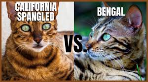 Pelt Vs Fur: Deciphering The Bengal Cat’S Coat