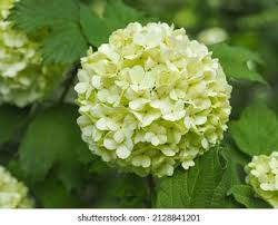 Is Viburnum The Same As Hydrangea?  A Closer Look