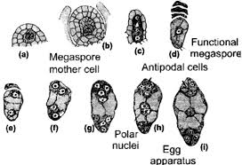 Polygonum Type Of Embryo Sac: A Detailed Explanation