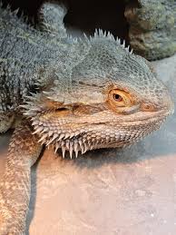 Can Bearded Dragons Eat Repashy? A Guide To Repashy For Bearded Dragons