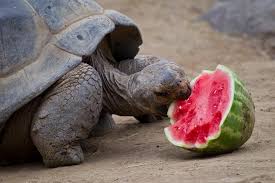 Can Red Footed Tortoises Eat Watermelon? A Sweet Treat Or A Health Risk?