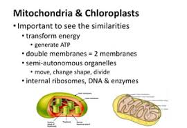 Mitochondria And Chloroplasts: Semiautonomous Organelles