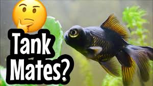 Can A Black Moor Goldfish Live With A Betta Fish?