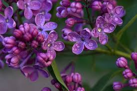 When Lilacs Last In The Dooryard Bloom’D: Quotes That Capture Grief And Renewal