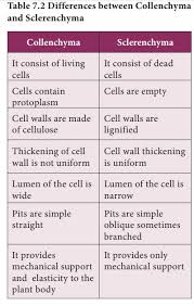 Difference Between Parenchyma And Collenchyma: A Simple Guide