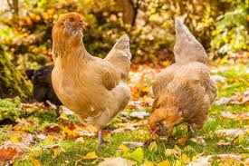 Can Chickens Eat Raw Meat: Is It Safe?