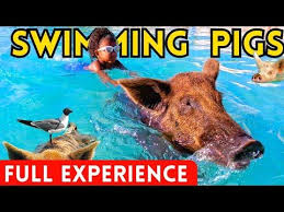 Royal Caribbean Swim With Pigs: An Unforgettable Adventure