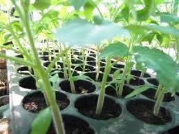 Is Black Kow Good For Tomatoes: A Guide For Gardeners