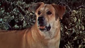 Who Is The Main Character In Old Yeller?