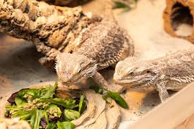 Can Bearded Dragons Eat Broccoli? A Guide For Owners